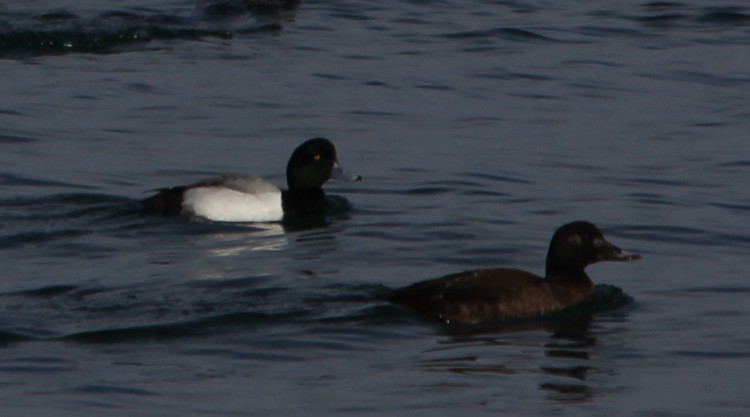 Common Goldeneye Pair